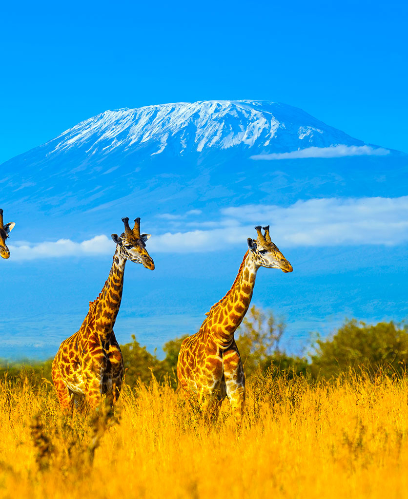 Day Trip Safari in Tanzania