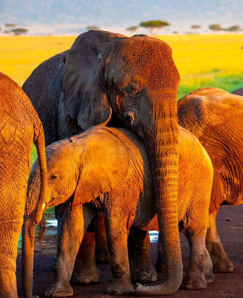African Safari